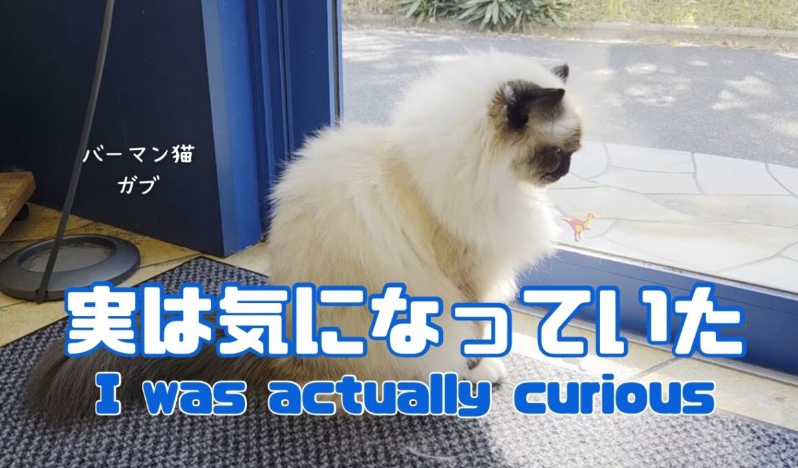バーマン猫ガブ【実は気になっていた】I was actually curious（バーマン猫）Birman/Cat