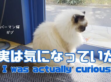 バーマン猫ガブ【実は気になっていた】I was actually curious（バーマン猫）Birman/Cat