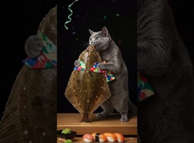 Cat chef dances with a flounder.