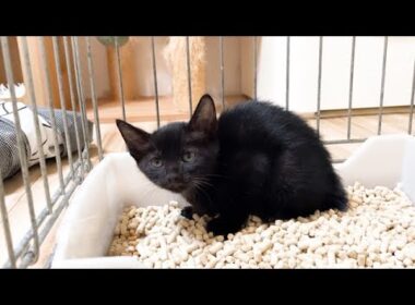 鳴き続けている保護子猫