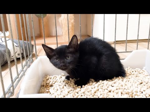 鳴き続けている保護子猫