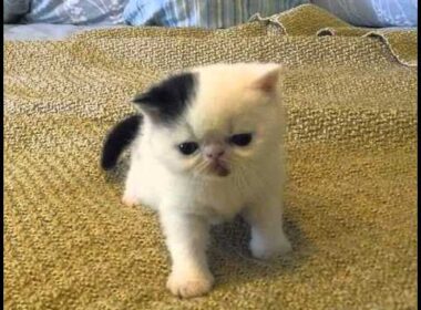 havana brown cat breeders california