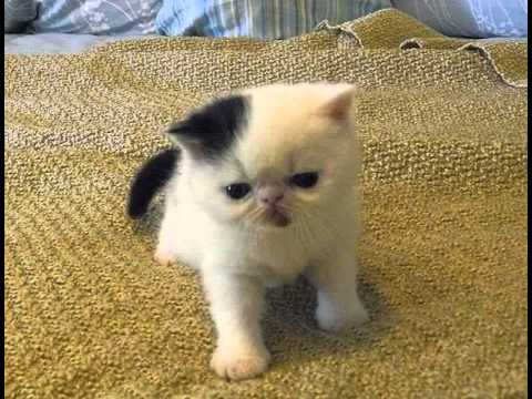 havana brown cat breeders california