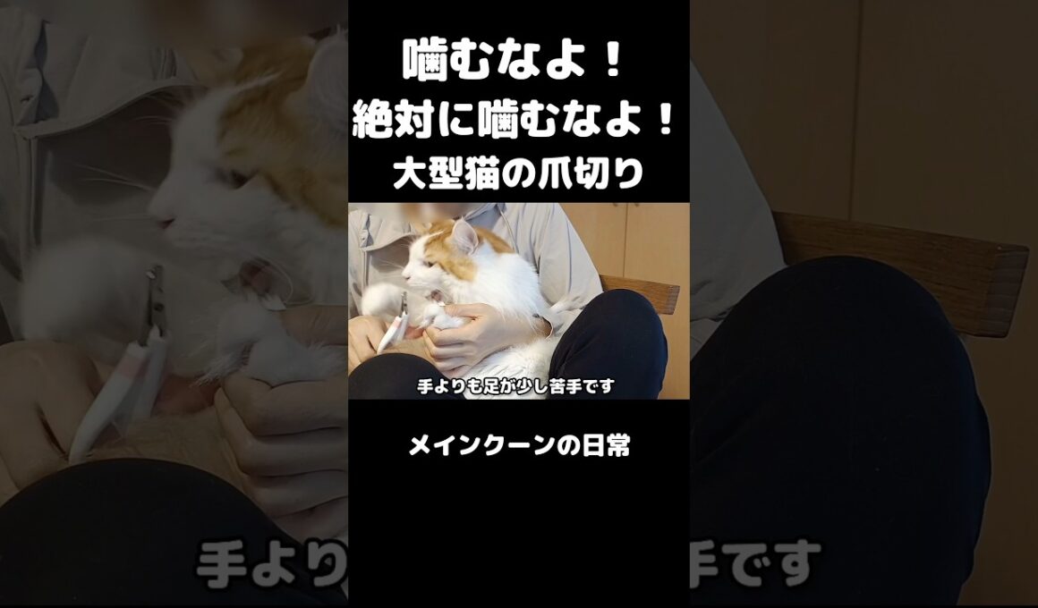 メインクーンの爪切り #メインクーン #猫 #猫のいる暮らし #猫の爪切り #cat #mainecoon #catlover​  #catshorts​ #cute​ #cutecat​ #fyp​