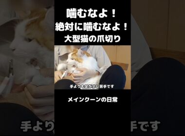 メインクーンの爪切り #メインクーン #猫 #猫のいる暮らし #猫の爪切り #cat #mainecoon #catlover​  #catshorts​ #cute​ #cutecat​ #fyp​