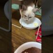 食事中。茶白ネコのジュニアも、シャムの子ネコ雫ちゃんと一緒で、塩分カットのチーズが好物と判明