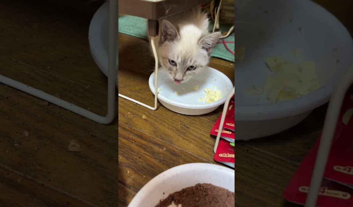 食事中。茶白ネコのジュニアも、シャムの子ネコ雫ちゃんと一緒で、塩分カットのチーズが好物と判明