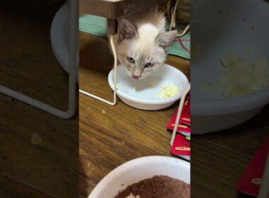 食事中。茶白ネコのジュニアも、シャムの子ネコ雫ちゃんと一緒で、塩分カットのチーズが好物と判明