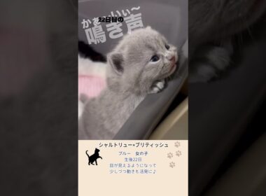 ママ猫を呼ぶ【可愛い鳴き声】 #ブリティッシュショートヘア #シャルトリュー #猫のいる暮らし