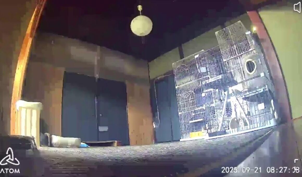 【 cat 】【 toyama 】( 古民家 ) 保護猫部屋 LIVE　(それぞれ好きな所で寝て、家庭同様にオヤツも食べ、21時過ぎには主照明を消す、猫達にストレス無いシェルターを心がけています。)