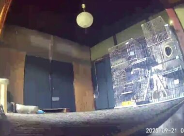 【 cat 】【 toyama 】( 古民家 ) 保護猫部屋 LIVE　(それぞれ好きな所で寝て、家庭同様にオヤツも食べ、21時過ぎには主照明を消す、猫達にストレス無いシェルターを心がけています。)