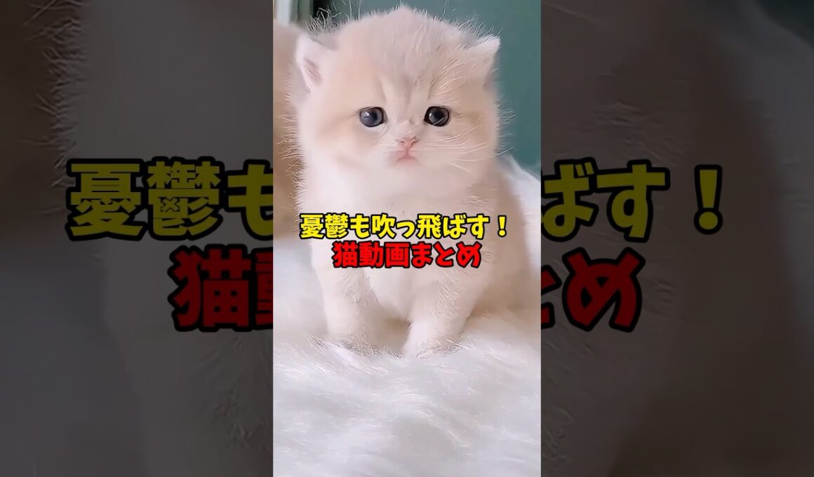 憂鬱も吹っ飛ばす！ #猫 #cat #cats #cute