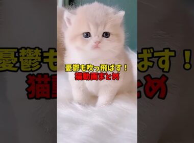 憂鬱も吹っ飛ばす！ #猫 #cat #cats #cute