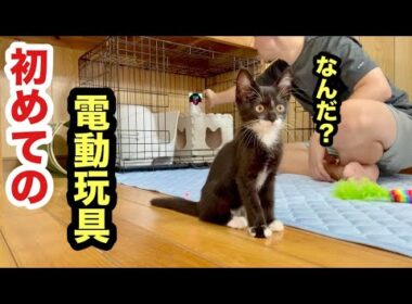 初めての経験で様子がおかしい保護子猫がこうなりました