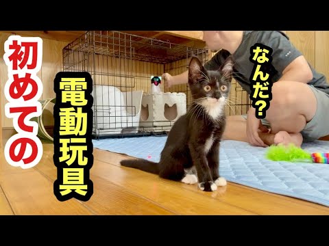 初めての経験で様子がおかしい保護子猫がこうなりました