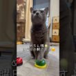 【ロシアンブルー】めろん日曜日の朝も...いつも通りですよ🤗【猫】#shorts