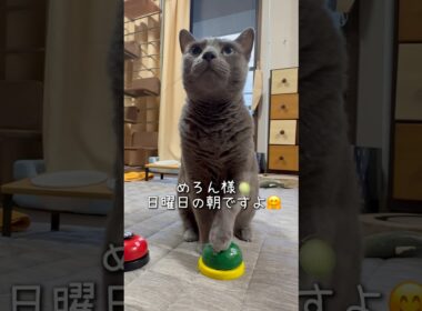 【ロシアンブルー】めろん日曜日の朝も...いつも通りですよ🤗【猫】#shorts