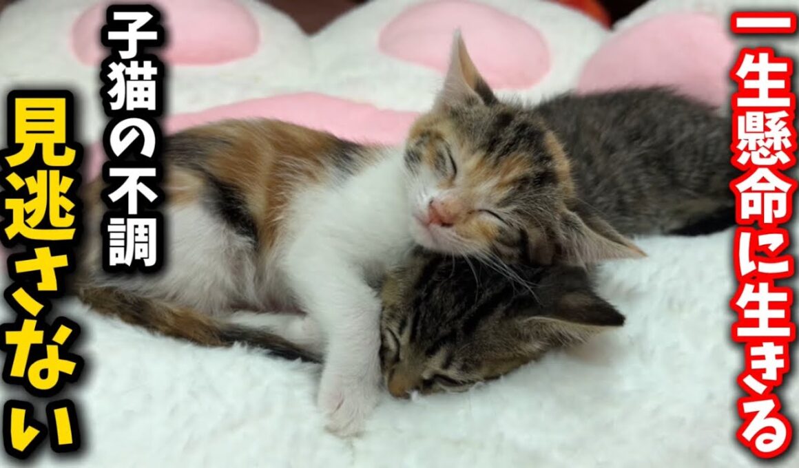 気づきにくい子猫の体調不良のサインを見逃さない為に…