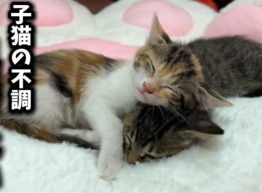 気づきにくい子猫の体調不良のサインを見逃さない為に…