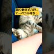 スフィンクス軍三姉妹２度目の八戸北伐上陸戦を行った動画#cat #ねこ #猫のいる暮らし #八戸市