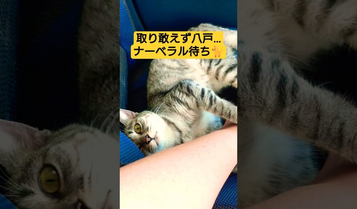 スフィンクス軍三姉妹２度目の八戸北伐上陸戦を行った動画#cat #ねこ #猫のいる暮らし #八戸市