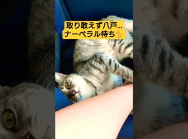 スフィンクス軍三姉妹２度目の八戸北伐上陸戦を行った動画#cat #ねこ #猫のいる暮らし #八戸市