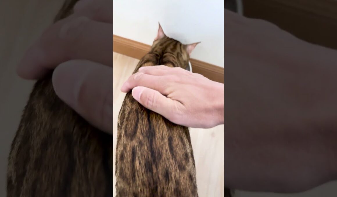 見守ってほしいベンガル猫 #shorts #ベンガル #猫