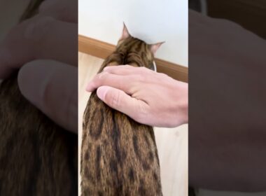 見守ってほしいベンガル猫 #shorts #ベンガル #猫