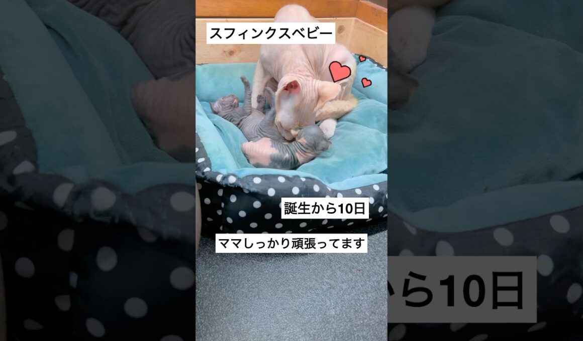 ♡子育て中のスフィンクスママ♡ #スフィンクス #sphynx #shorts #猫動画 #猫のいる暮らし