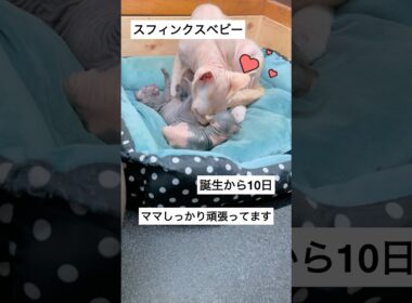 ♡子育て中のスフィンクスママ♡ #スフィンクス #sphynx #shorts #猫動画 #猫のいる暮らし
