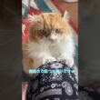 寝起きの猫  #cat #猫のいる暮らし #アメリカンカール