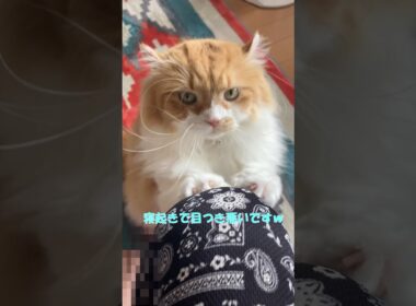 寝起きの猫  #cat #猫のいる暮らし #アメリカンカール