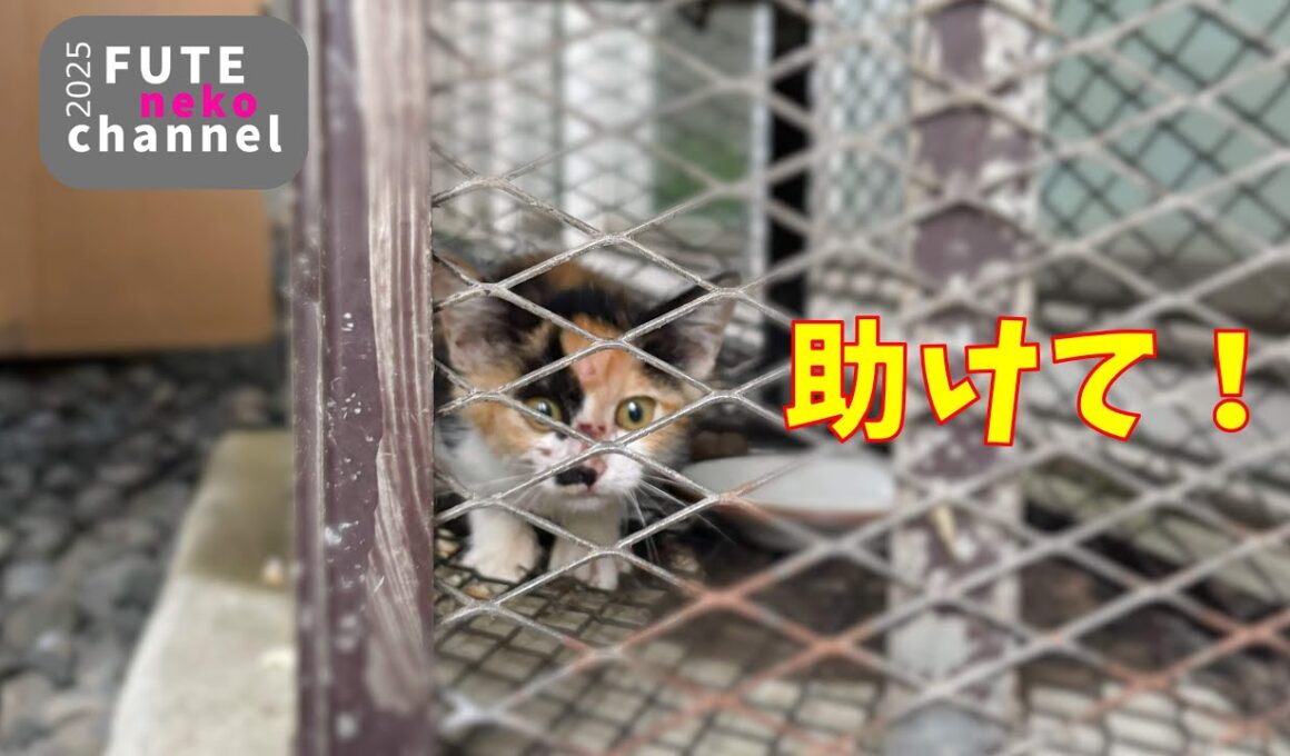 必死で助けを求める子猫を保護しました【保護子猫】