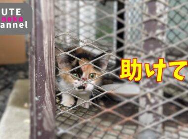 必死で助けを求める子猫を保護しました【保護子猫】