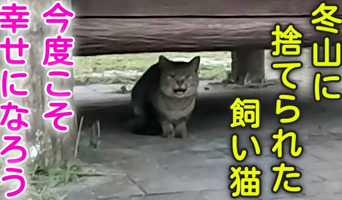 【捨て猫から家猫へ】冬山に捨てられて飢えていた飼い猫。今度こそ幸せになろうね