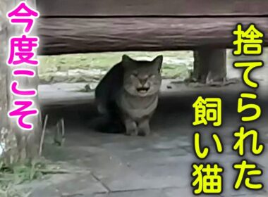 【捨て猫から家猫へ】冬山に捨てられて飢えていた飼い猫。今度こそ幸せになろうね
