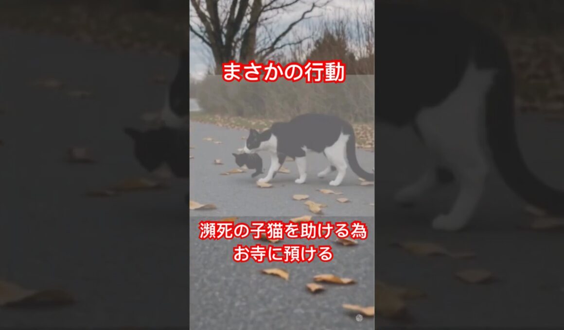 瀕死の子猫を守るために母猫がお寺に預ける #shorts