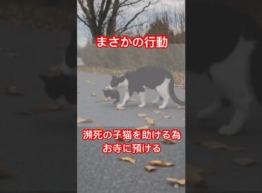 瀕死の子猫を守るために母猫がお寺に預ける #shorts