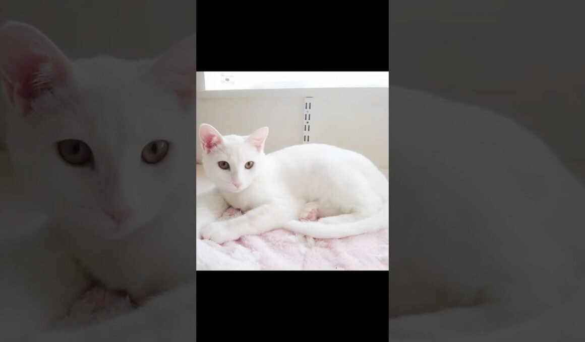 保護子猫ぴよちゃん67（次回は伯父さん回） #猫 #cat #kitten #子猫 #白猫 #保護猫