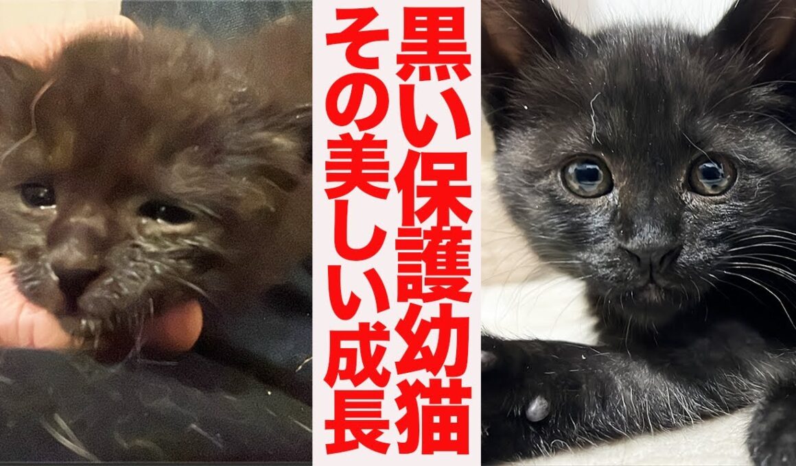 黒イモ子猫兄妹、里親募集の準備をする　Preparing for departure
