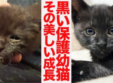 黒イモ子猫兄妹、里親募集の準備をする　Preparing for departure