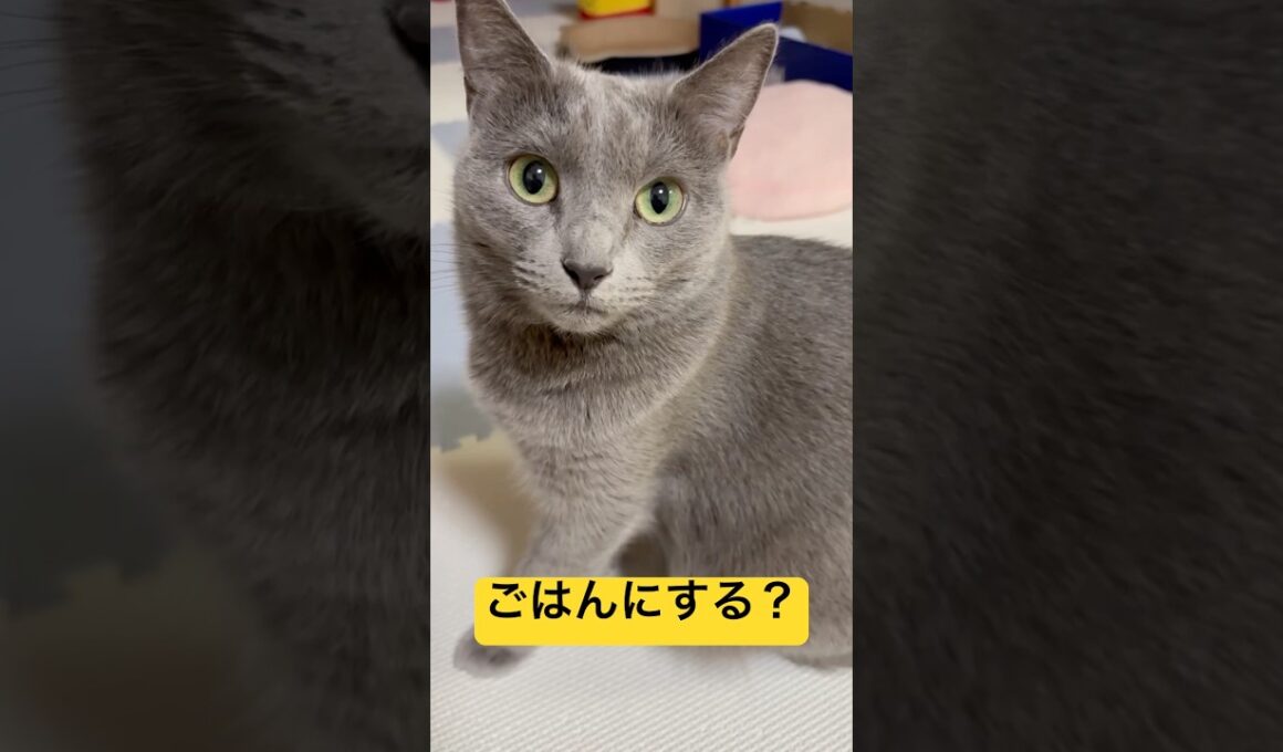 【猫ロシアンブルー】そらちゃんを ごはん に誘った結果(笑)#shorts #russianblue #ロシアンブルー #かわいい猫 #可愛い猫
