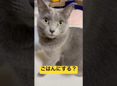 【猫ロシアンブルー】そらちゃんを ごはん に誘った結果(笑)#shorts #russianblue #ロシアンブルー #かわいい猫 #可愛い猫