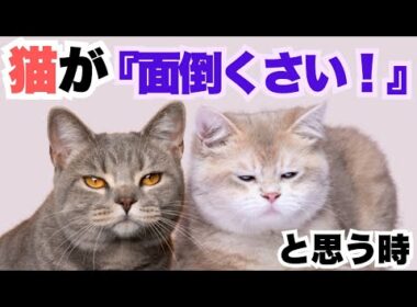 猫が『めんどくさい！』と思う時 5選！