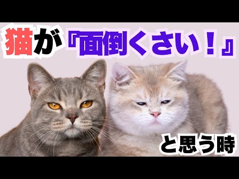 猫が『めんどくさい！』と思う時 5選！