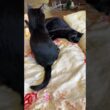 黒猫の子ネコ黒夢、シャムの子ネコ雫と、じゃれたかったが、拒否されたので、黒猫くーに変更したが、手抜きの、じゃれ方されて