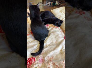 黒猫の子ネコ黒夢、シャムの子ネコ雫と、じゃれたかったが、拒否されたので、黒猫くーに変更したが、手抜きの、じゃれ方されて