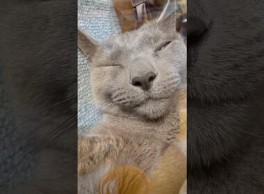【ロシアンブルー】今朝もめろんは元気です🤗【猫】#shorts