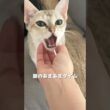 シンガプーラの子猫のある日の朝#子ネコ #ねこ #猫のいる暮らし