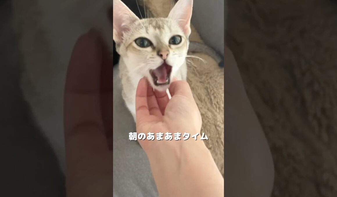 シンガプーラの子猫のある日の朝#子ネコ #ねこ #猫のいる暮らし